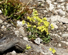 Draba asterophora