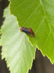 Oncopsis sobria