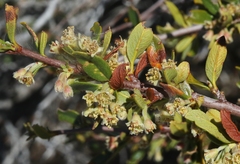 Cercocarpus ledifolius