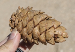 Pinus balfouriana austrina