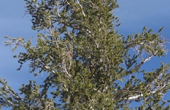 Pinus balfouriana austrina