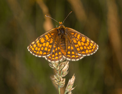 Melitaea aurelia