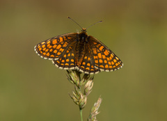 Melitaea aurelia