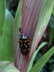Mahanarva costaricensis