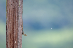 Anolis caceresae