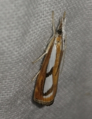 Catoptria permutatellus