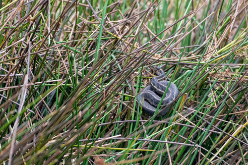 Highland Garter Snake