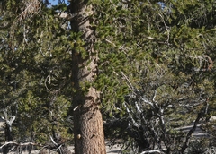 Pinus balfouriana austrina