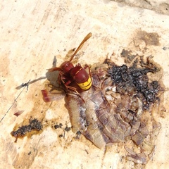 Vespa orientalis