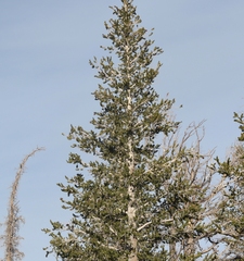 Pinus balfouriana austrina