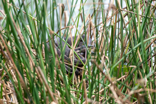 Highland Garter Snake