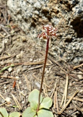 Micranthes aprica