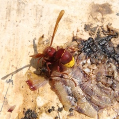 Vespa orientalis