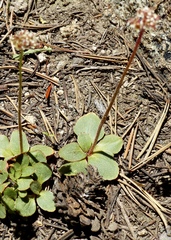 Micranthes aprica