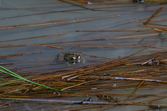 Lithobates lenca