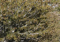 Cercocarpus ledifolius