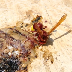 Vespa orientalis