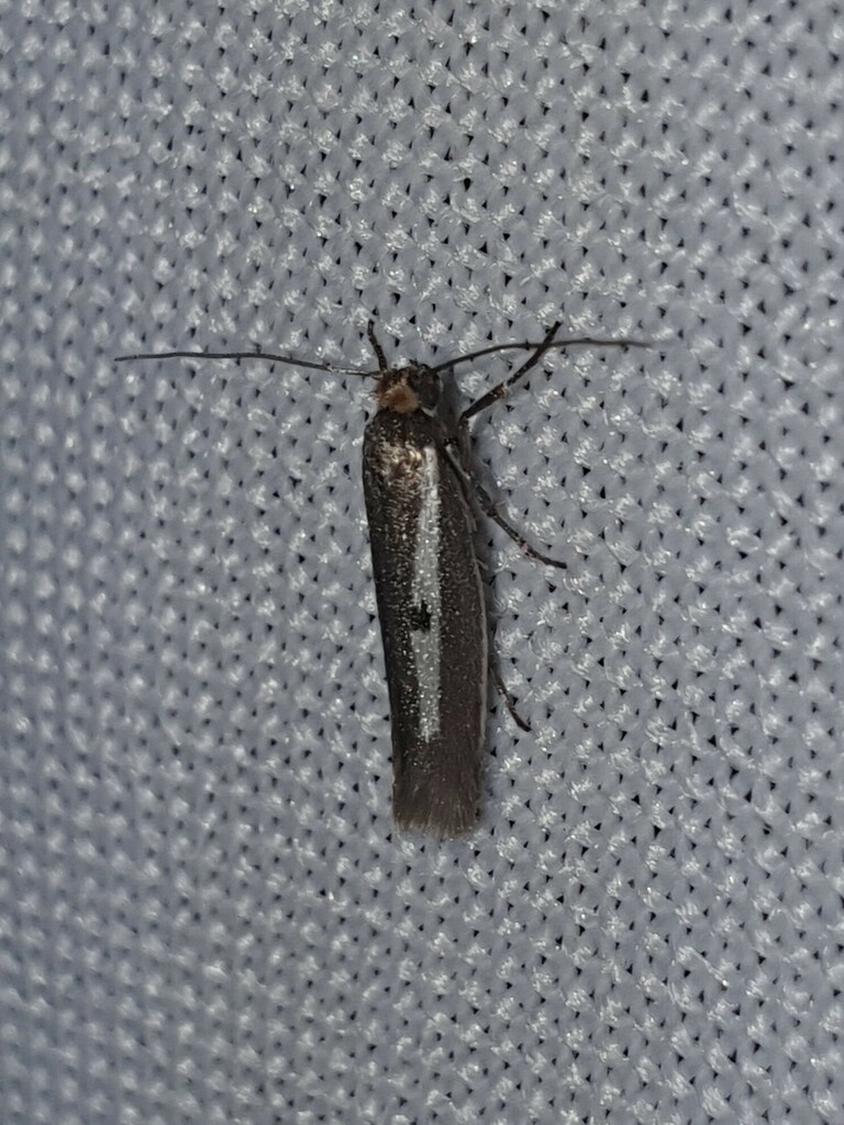 Parahyponomeuta egregiella