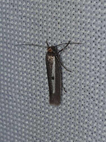 Parahyponomeuta egregiella