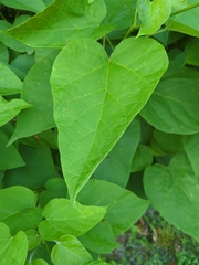 Catalpa speciosa