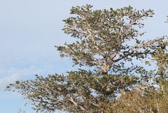 Pinus balfouriana austrina