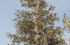 Pinus balfouriana austrina