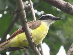 Pitangus sulphuratus