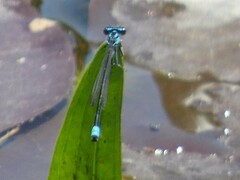 Enallagma geminatum