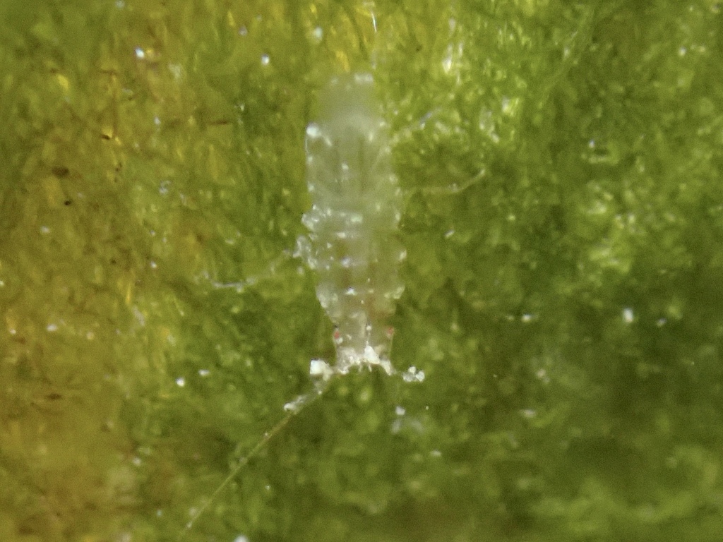 Stenetrioidea
