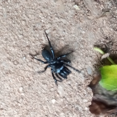 Sphodros niger