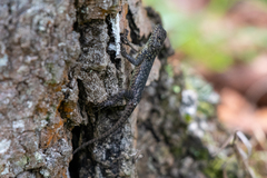 Sceloporus esperanzae