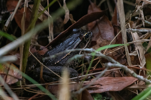 Lenca Leopard Frog