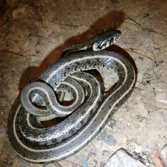 Natrix natrix