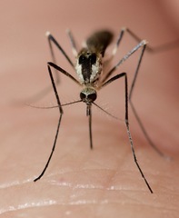 Aedes triseriatus