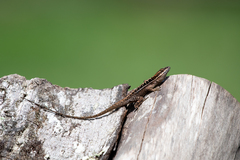 Anolis caceresae