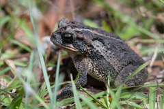 Incilius porteri