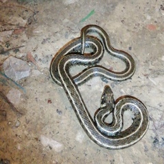 Natrix natrix