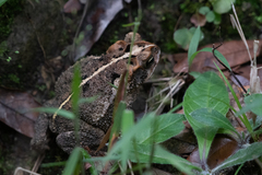 Incilius porteri