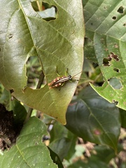 Syntomacris guttulosa