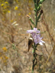 Panoquina errans