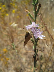 Panoquina errans