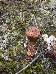 Pisolithus thermaeus