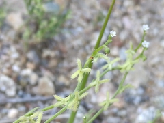 Pectocarya linearis ferocula