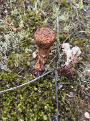 Pisolithus thermaeus