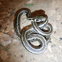 Natrix natrix