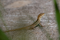 Anolis caceresae