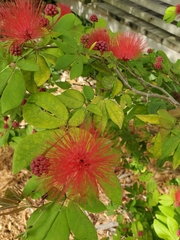 Calliandra tergemina
