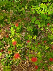 Calliandra tergemina