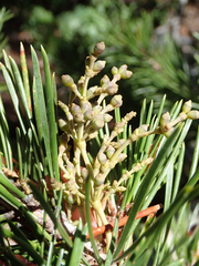 Arceuthobium americanum