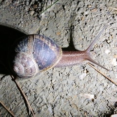 Cornu aspersum